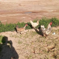 سيت دجاج • ٣ قطع • سبع كيلو