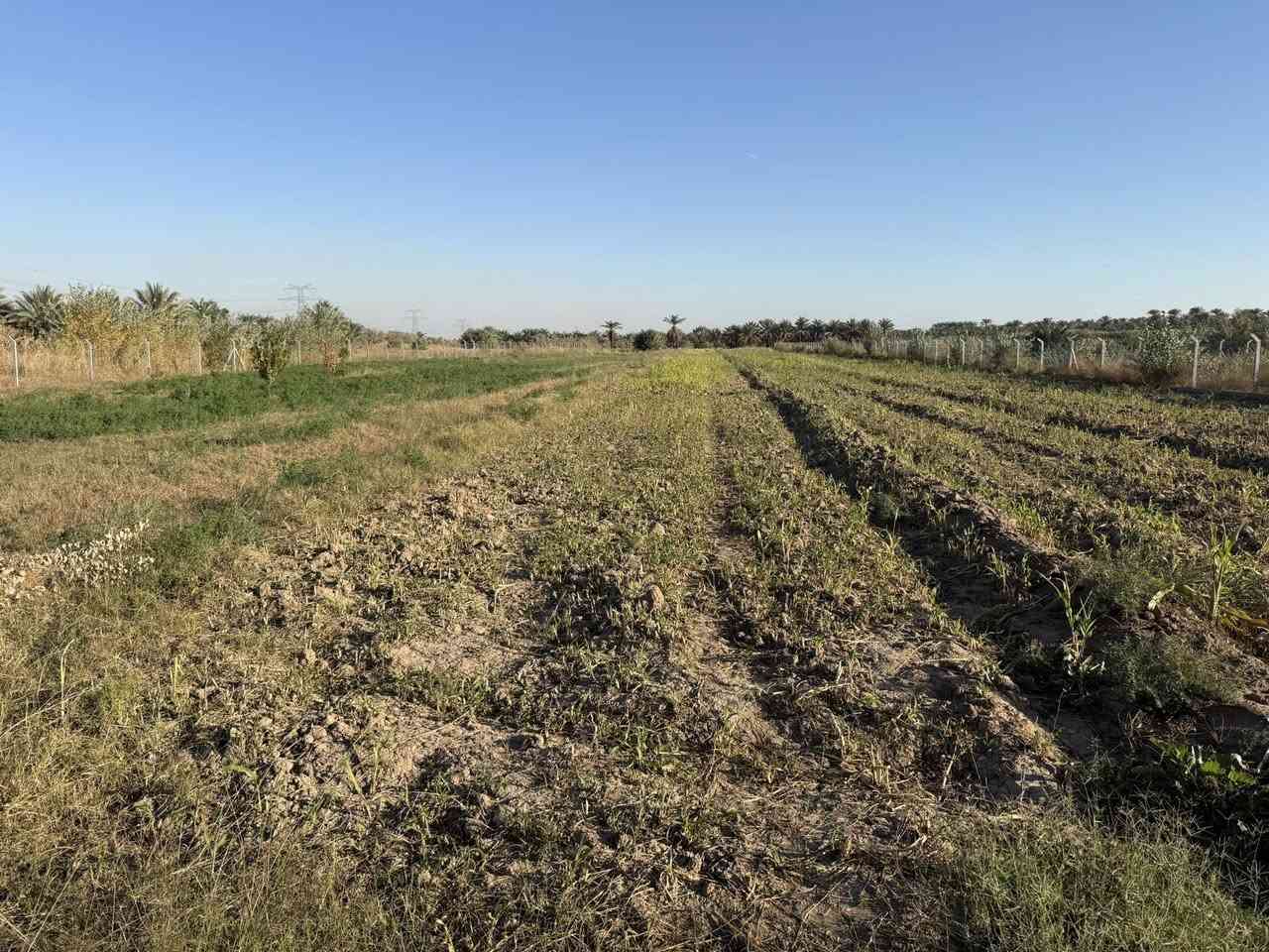 دوانم للبيع  ملك صرف زراعي سند25
توجد   سكنية وتوجد بساتين  
للاستفسار***********
