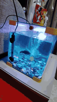 سلام عليكم
للبيع حوض كامل معه السمك
واكل وقطرات السعر ٥٠ لف
مكاني بغداد حي العامل
اتصال على هذا الرقم ***********
