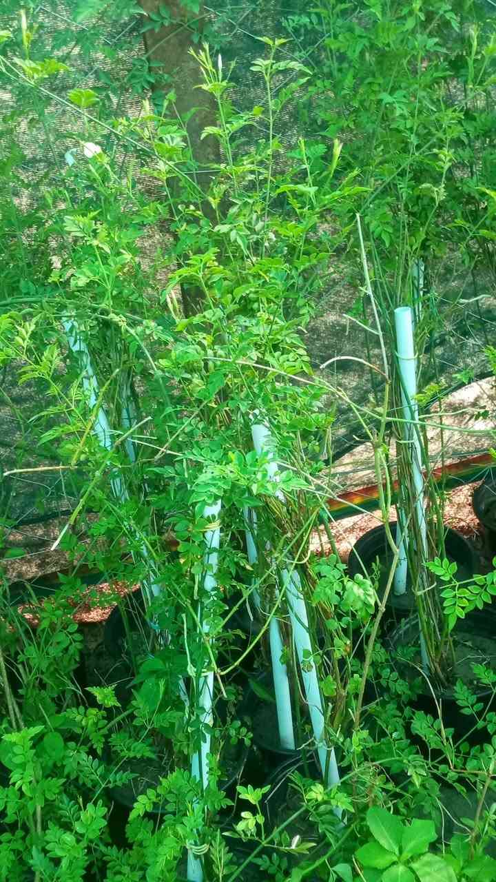 🌿🌸 عروض يوم الجمعة 🌸🌿

مشتل سيد خضير يرحب بيكم 🌱
اليوم عروض خاصة داخل المشتل على جميع أنواع الزرع والورود 🌷🪴
أسعار مناسبة وتشكيلة جميلة ترضي الجميع ✨

📍 العنوان: واسط - الصويرة - قرب محطة أم وليد
📞 للاتصال:
***********
***********

زورونا اليوم واستفادوا من عروض الجمعة 🌿
