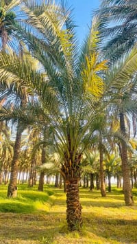 خستاوي • ٨ نخلات • جويميسة الغربية