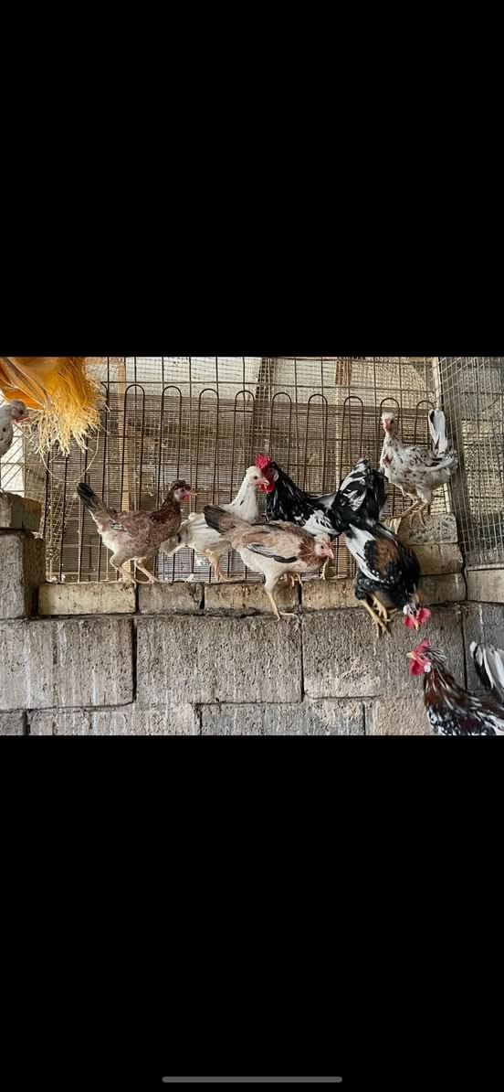 السلام عليكم للبيع دجاج كويتي ماكنتوش افرك العدد ٦ دجاجات و٣ ديوجه العمر ٨ اشهر الدجاج كله بياض العنوان بغداد جسر ديالى الجديد) ***********
*********** الكورك بي واتساب
