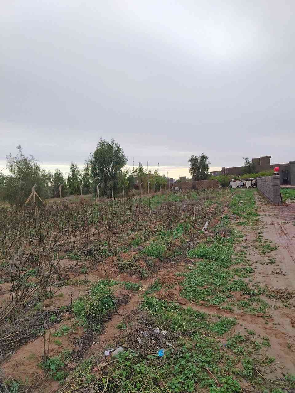 سلام عليكم كاع عقد زراعي موقعها كلش حلو قريب ع جسر بيها بناء وخدمات ١٠٠٠ م صادة ع بغداد مقابيل المجمعات.
سعرها مناسب للإستفسار الاتصال على الرقم *********** او ***********
