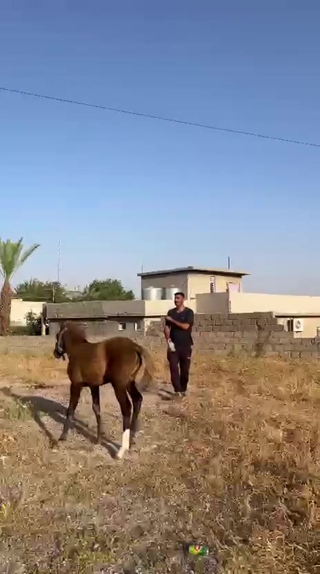 السلام عليكم مهره للبيع بنت جساس عمرها 5 اشهر  ***********
