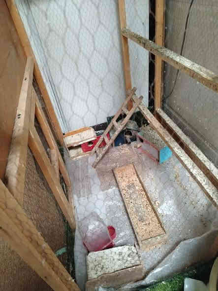 السلام عليكم قفص مع طيور حب 2امهات و2ذكورة
مع كواخة وماء مثل مواضح بالصورة
اما ابعاد القفص 2ونص اراتفاع تقريب والعرض 1وربع
***********
الخاجية شارع اربيعن قرب افران العراق وتدللون  احبتي الكرام
