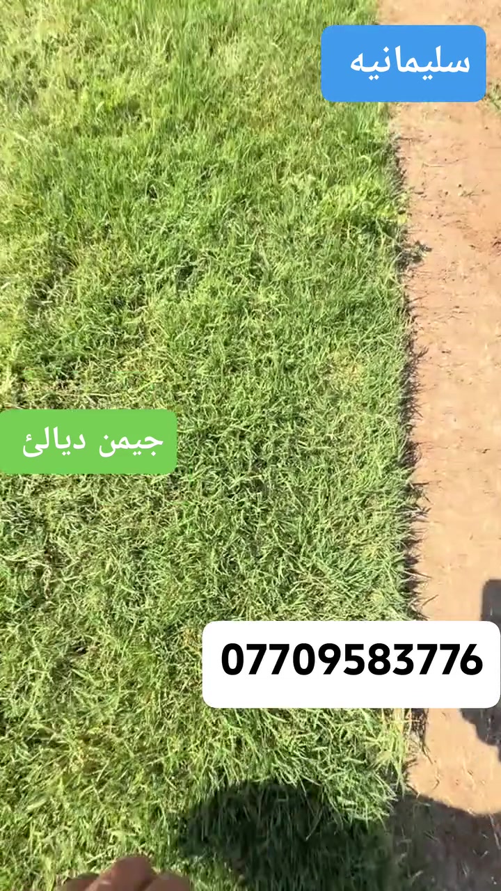 خەڵکی پارێزگای سلێمانی، بۆ حجزکردنی داواکاریەکانتان، تکایە پەیوەندی بکەن بە نوێنەری شەخسیمانەوە
***********فریزی دیالە
فریزی دیالە بۆ فرۆشتن لەگەڵ خزمەتگوزاری گەیاندن بۆ هەموو پارێزگاکانی هەرێمی کوردستان ( هەولێر، کەرکوك، دهۆك، سلێمانی )***********

باخچەی ماڵەوە، پارکی شوێنە حکومیەکان، باخچە گشتیەکان، فریزی دەرەجە یەك گەیاندن بۆ بەردەرگای ماڵەکانتان بەردەستە
***********السعر 2500
