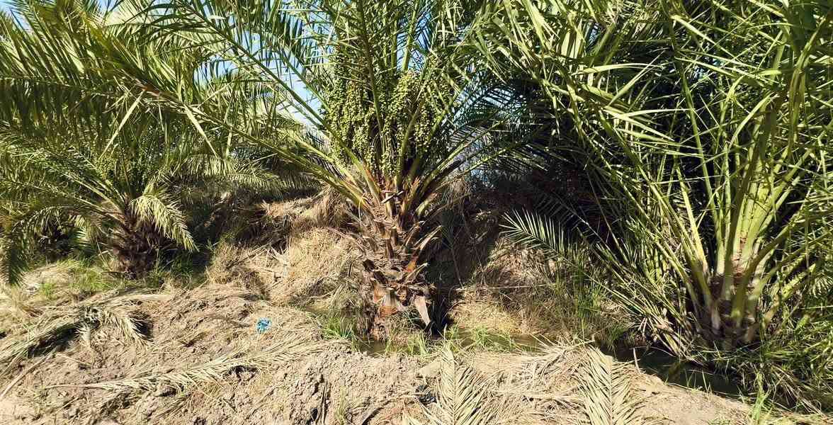 بستان مع بيت حديث المساحة 4دونم
المكان ناحية الفضليه صوب الشارع سياحي باتجاه الناصريه  كما موضح في الصور للستفسار خاص او الاتصال على هذا الرقم 
***********
