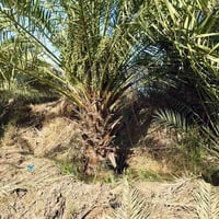 ناحية الفضلية • ٤ دونم • بيت حديث