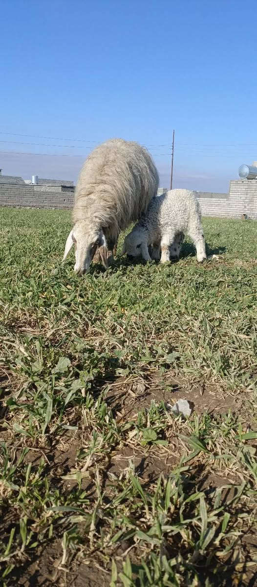 السلام عليكم ورحمة الله وبركاتة
نعجه رقوث وراه فطيمه 
نعجه مال جناي شرط النصاحه مكفوله عله كل عييب 
المكان الشرقاط قريه شكرأ الستفسار على رقم ـــ‏‪***********‬‏
#ملاحضه  خاص ماجاوب انتصل وتدلل
