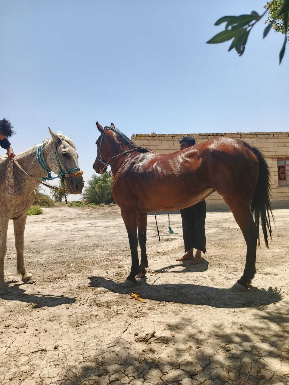السلام عليكم خيل لبيع مناسبات مكان ناصريه ***********
