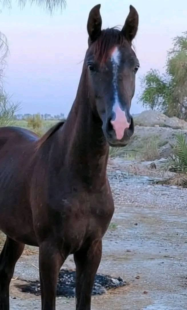سلام عليكم خيالتنه العزاز وين اليدور الزين مهره نجيمه البيع عمرهه 5 تشر  مهره كامله المواصفات مهره واحد على واحد المكان الحمزه الغربي توصيل الجميع المحفضات حسب النتفاق  *********** يوجد واتساب
