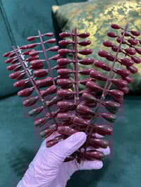 اظافر جملة • متوفر