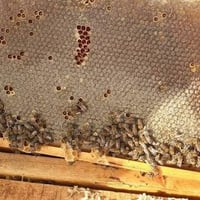 عسل طبيعي • عسل • عسل بابل • فحص مختبر • منتجات طبيعية