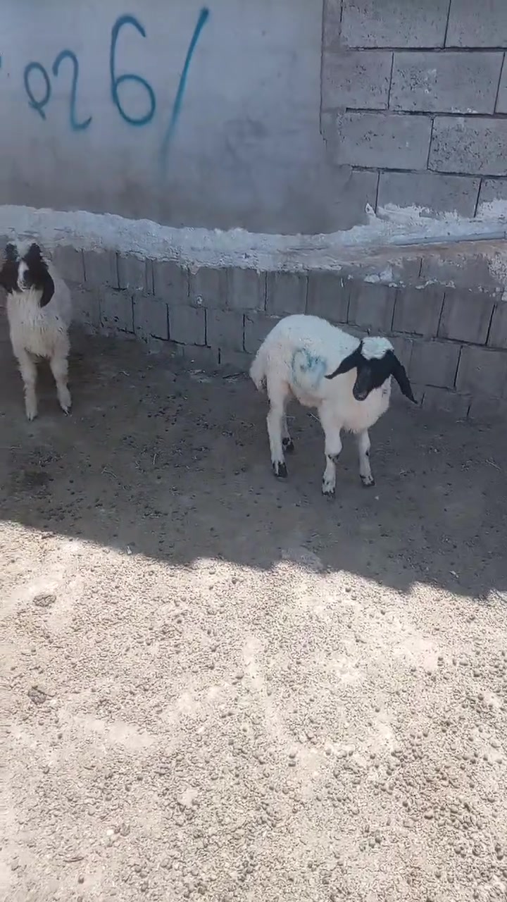 للبيع طليان عدد 2 فحل


**إذا كنت صاحب هذا الإعلان وتريد حذفه لأي سبب، رجاءا أرسل رسالة إلى الدعم الفني**