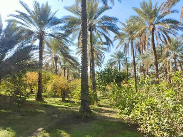 السلام عليكم دونم ونص دونم ونص مباشره بالحسينيه عالشارع مباشره بمنطقه العطيشي قريب على مدرسه السفير منطقه ابو تمر ببيت والمثل ما تشوفوه بستان مرتب وكامل جاهزه خدمات كامله مي مدارس كهرباء مي دلال اي استفسار اتصال بالرقم اللي راح نخليكم اياه بيكم خير وتدللوا وسعره مناسب ان شاء الله ابيع مستعجل اخوان
***********
***********
اتصل بالارقام
