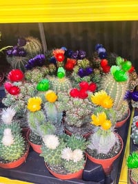 من مشتل البيجية.. الطبيعة بين يديك! 🌸🌵 لا تكتمل أناقة منزلك إلا بلمسة ...