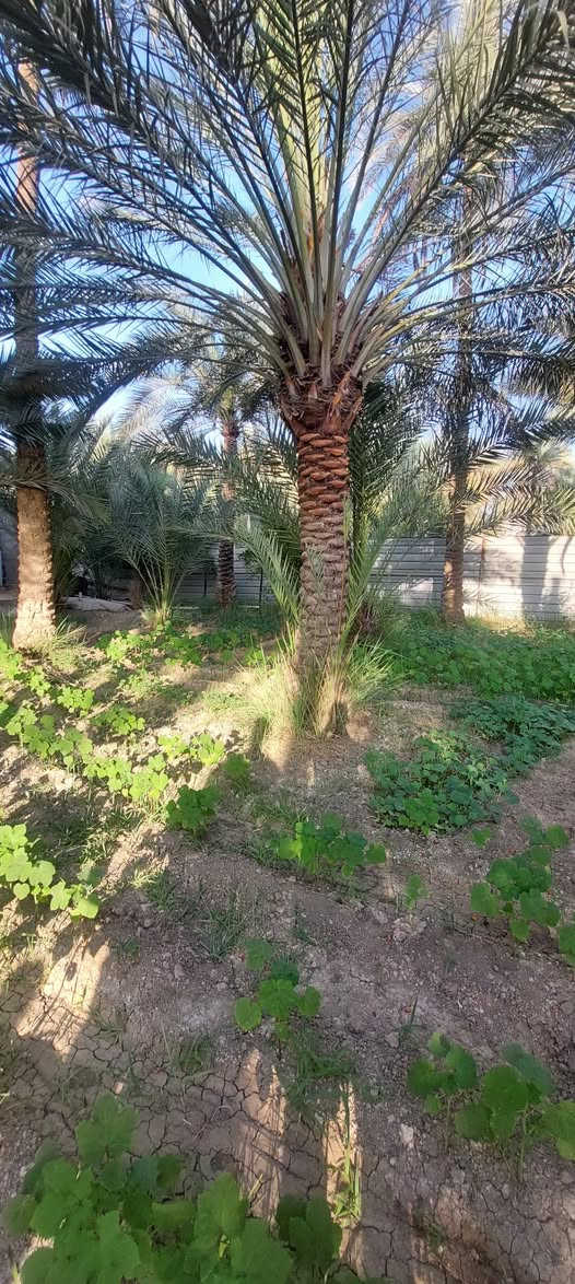 عروض جديده 

يتوفر قطعة ارض للبيع بمساحة 300م
طابو ملك صرف

خدمات كامله/ كهرباء + مياه 

السعر 90

العنوان: الحسينيه: شارع الحافظ 
قرب المستوصف 

للإستفسار/ ***********
