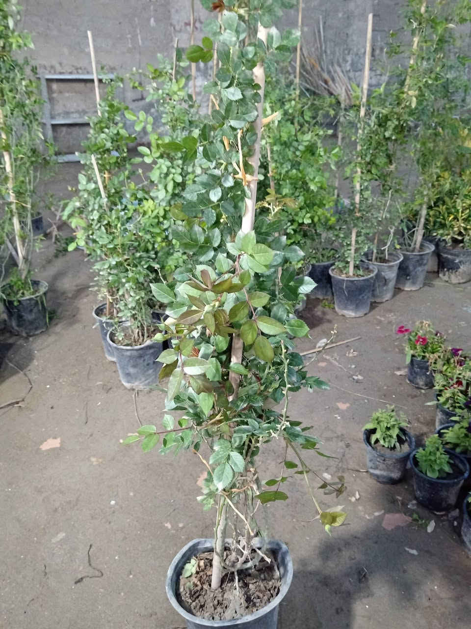 بسم الله ♥

متوفر في مشتل ابوبكر 

نسرين متسلق عراقي وليس ايراني 
ارتفاع #متر_الى_متر_ونص
الاوان 
#احمر
#ابيض
#وردي 

السعر 5.000 الاف فقط 😍

#العنوان_القائم_حصيبة 
شارع ابو رندة القديم شارع صيدلية النبع مقابل قرطاسية ديار الأمل 

الإتصال ***********
