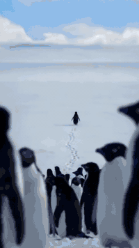 شفتووو ليش البطريق غيّر مساره ؟؟؟ عرف يختار القاعة الصح! و انتم ايضا ل...