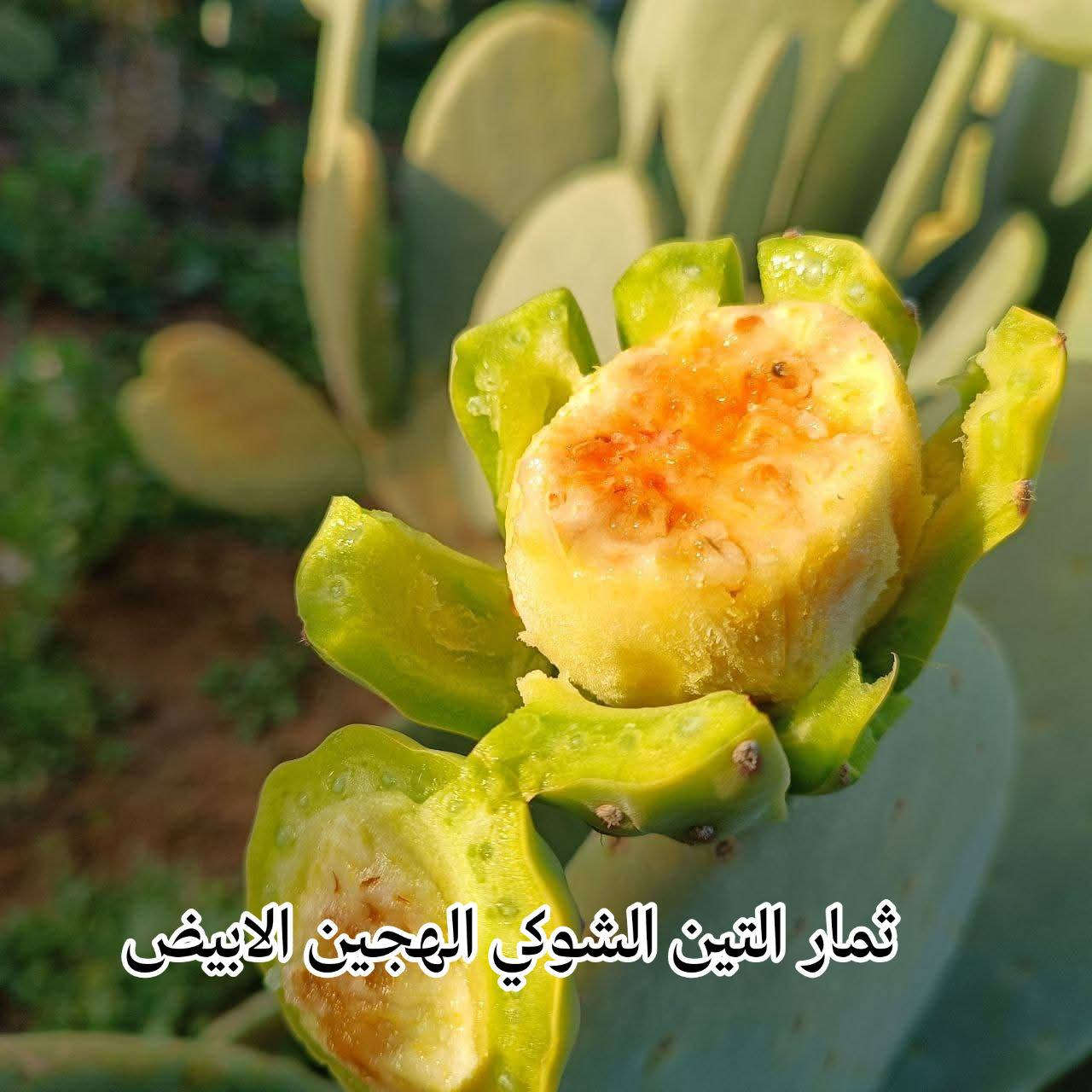 الفرق بين التين الشوكي الهجين/////و// الصبار العراقي  موضح في الصور ادناه👇👇👇
بحيث التين الشوكي الهجين يتميز بعدد النتؤات المكونه عادة من ((6- 7))  مصفوفه بشكل عمودي مائل.
ثمارة تكون على 3 انواع احمر ابيض اصفر 
ذات طعم حلو وبذور قليلة واشواك تكاد جداا معدومه .

اما الصبار العراقي يتميز بوجود 3 ثلاث نتؤات عليه .
ثماره تكون حامضه مع وجود بذور واشواك ناعمه.

يتوفر لدينا شتلات وكفوف واسعار مناسب
تتوفر خدمة توصيل 

***********
