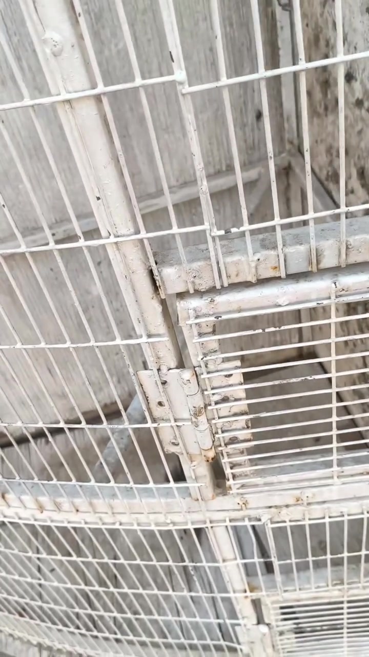 ياالله متاح قفص حديد خانتين زاويه يكعد عوزه ترتيبات معاكسايه بنص يصير خانتين
35سعره مكان كوت داموك ***********
