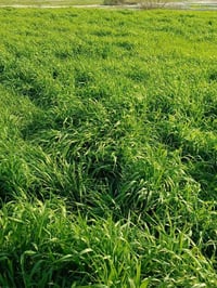 نص دونم للبيع سند 117 وجهه 26ونص ونزال 47 موقع بغداد جسر الفرنسي السعر...