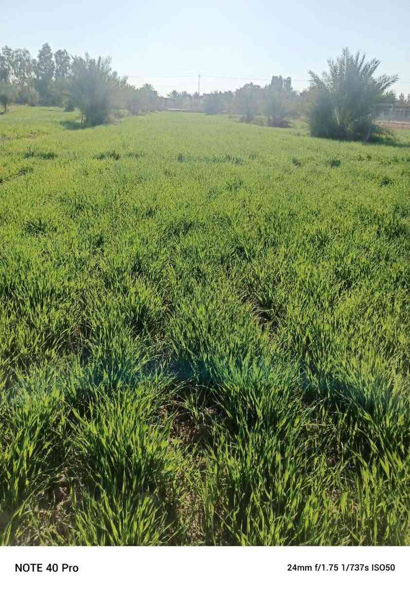 السلام عليكم ارض زراعيه (8دونم) للبيع طابو زراعي سند 25 . مداور مباشر كامل خدمات ماء. كهرباء. تبليط واجها لارض 40م نزال الارض 500م واجها الارض مباشر ع. نهر و. تبليط مكان ديوانيه قظاء الشافعيه منطقه المعمل تبعد عن شارء الرئيسي نجف ديوانيه 2 كيلو (***********)
