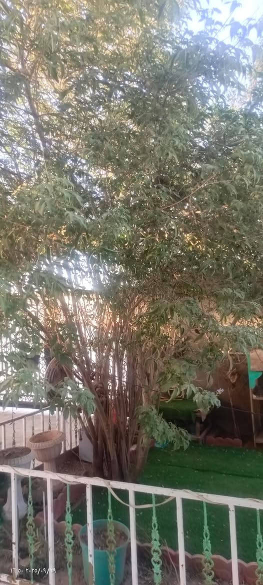 أسعد الله اوقاتكم بكل خير احبتي الكرام 🪄🍃

قطعه ارض(750M²) 
مع 
دار للبيع مع مساحه
... بناء حديث درجه اولى 
📜طابو ملك صرف زراعي عراقي 
يتحول سهم بأسم المشتري
او
تريد (نسخه + وكاله) 
تتكاتب مع راعي الارض مباشر
🔍....الموقع
البصره ابي الخصيب القنطره قرب سوق ابي الخصيب
🏠.....محتويات الدار
ثلاثه غرف 
صاله
ديوانيه 
صحيات (داخلي خارجي)
مناور 
حديقه كبيره 
كراج يسع سيارتين
مطبخ
💰.....السعر 160 مليون قابل للتفاوض 
...كافه الخدمات متوفره
البيت على الشارع مباشر
البناء حديث درجه اولى
مقطورات ماء مع البيت
(🚣‍♂️ بلم صيد مكينه ياماها ياباني)
مع البيت
ماء كهرباء تبليط اناره 
باقي التفاصيل 
***********
