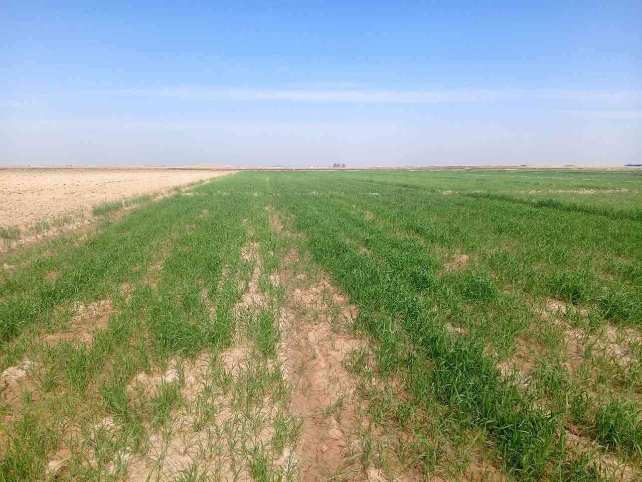 ارض زراعيه للبيع 7 دونم استصلاح في واسط الشحيمية قريه 3 رقم ***********
