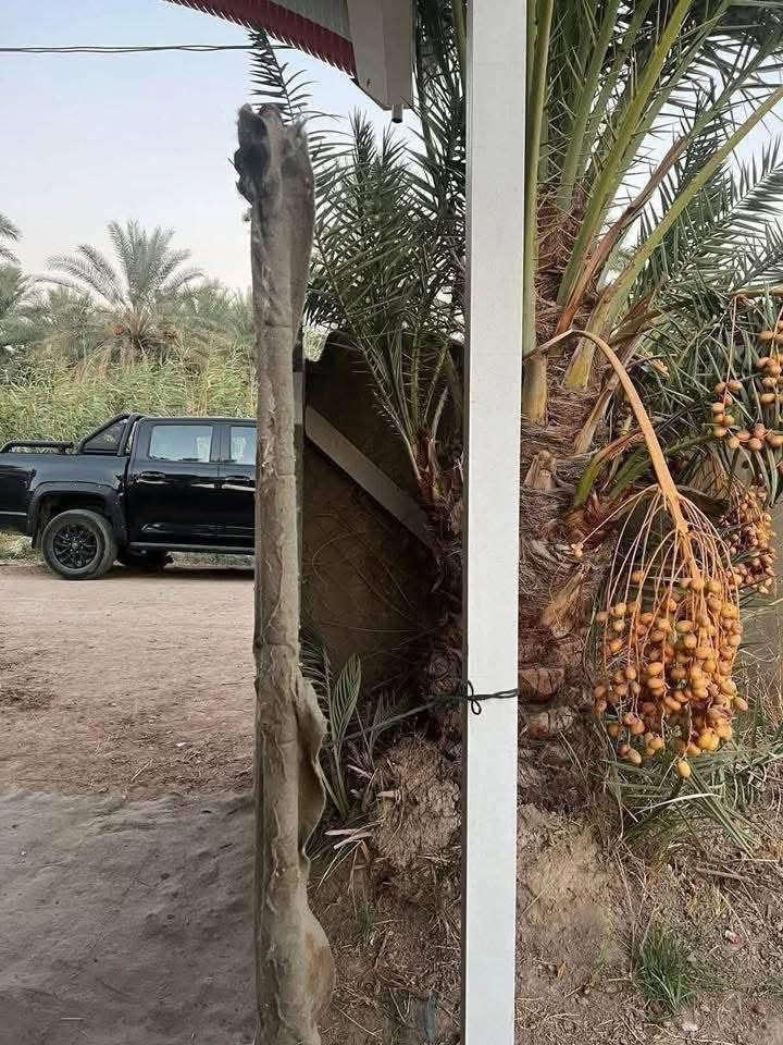 السلام عليكم
***********.  للبيع دونم ركن

بغداد الراشدية. مركز القضاء المراسمة

دونم للبيع ركن طابو زراعي سند 25 باأسمي تحويل مباشر

واجة 32 م    شارع 12م

***********
