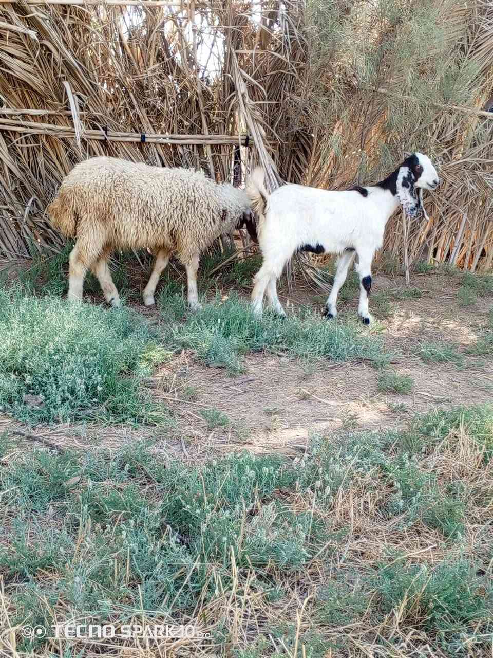 السلام عليكم اخوان متاح جذعه شاميه خط اول وفطيمه يرهمن كصابه ويرهمن جني الي يريدهن يعلق او يتصل ***********
