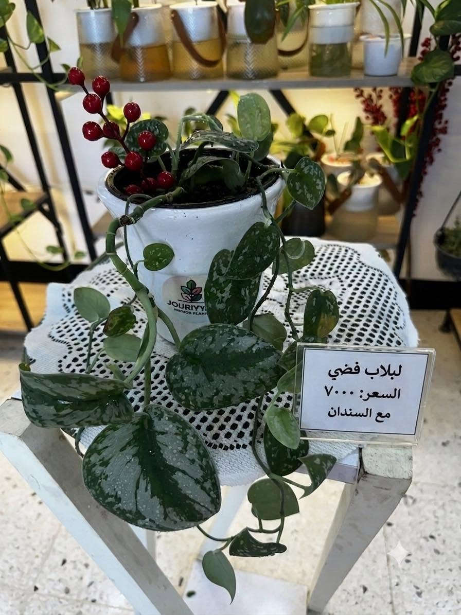 وجبة نباتات 🪴 جديدة  نظيفة تم ملائمتها لاجواء المنزل  🏡 وتسميدها قبل العرض
 سارعو بالحجز قبل نفاذ القطع مع هدية 🎁 بسيطة للطلبات التي تتجاوز ال ٢٥٠٠٠


**إذا كنت صاحب هذا الإعلان وتريد حذفه لأي سبب، رجاءا أرسل رسالة إلى الدعم الفني**