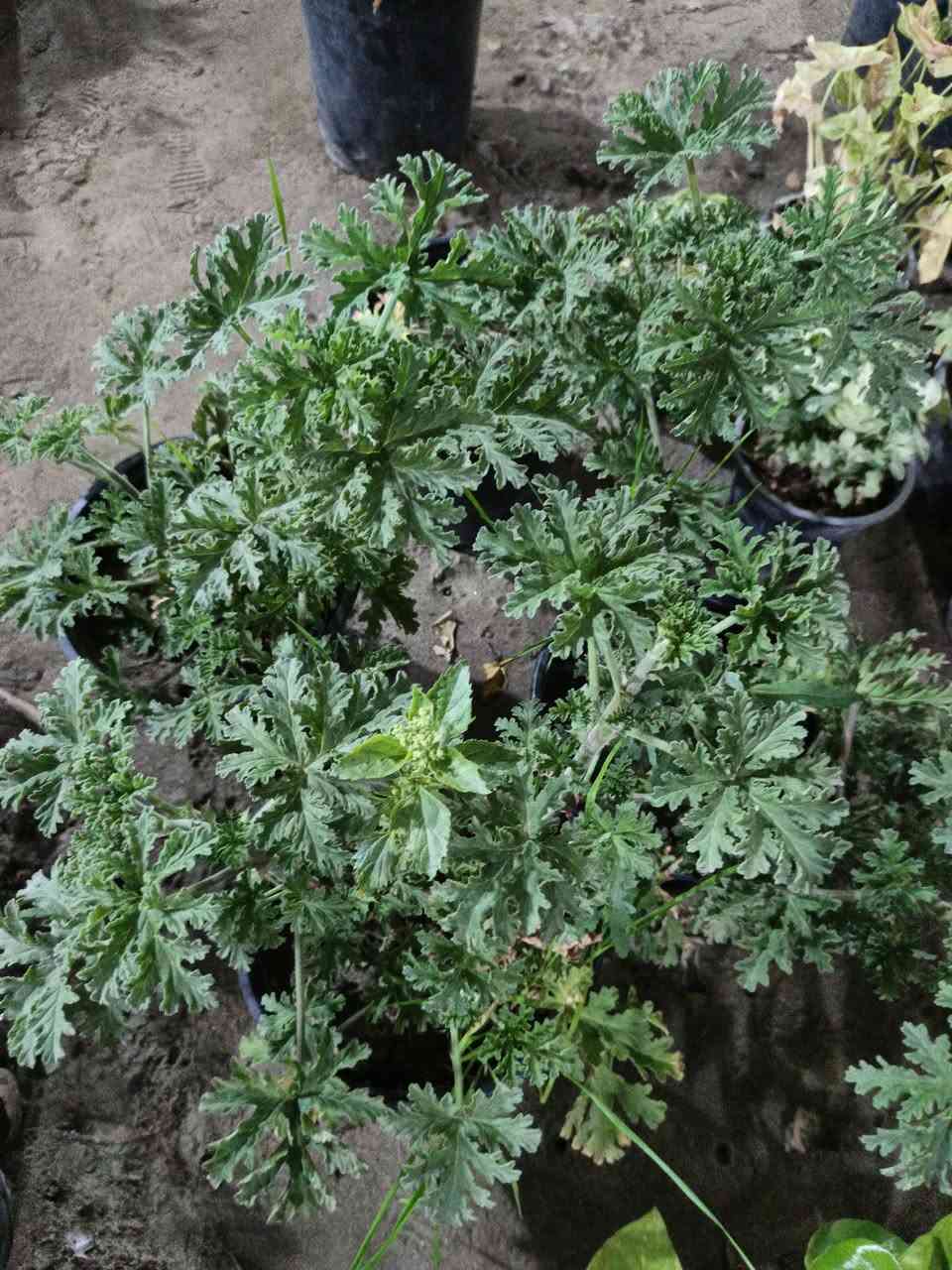 يتوفر أنواع الورد والشتلات يتوفر توصيل داخل الحسينية الف دينار عنواني بظهر سوك الصغير مقابيل فرع الباله


**إذا كنت صاحب هذا الإعلان وتريد حذفه لأي سبب، رجاءا أرسل رسالة إلى الدعم الفني**