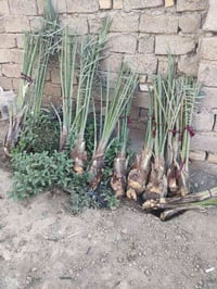 فسايل حلاويات شرط 10كبار و2 زغار 07736574180