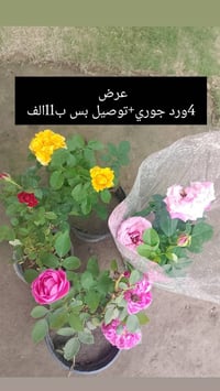 مشتل الانوار • أشجار • صويره شارع العام