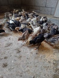افراخ عرب • عمر ٢٦ يوم • الخالص