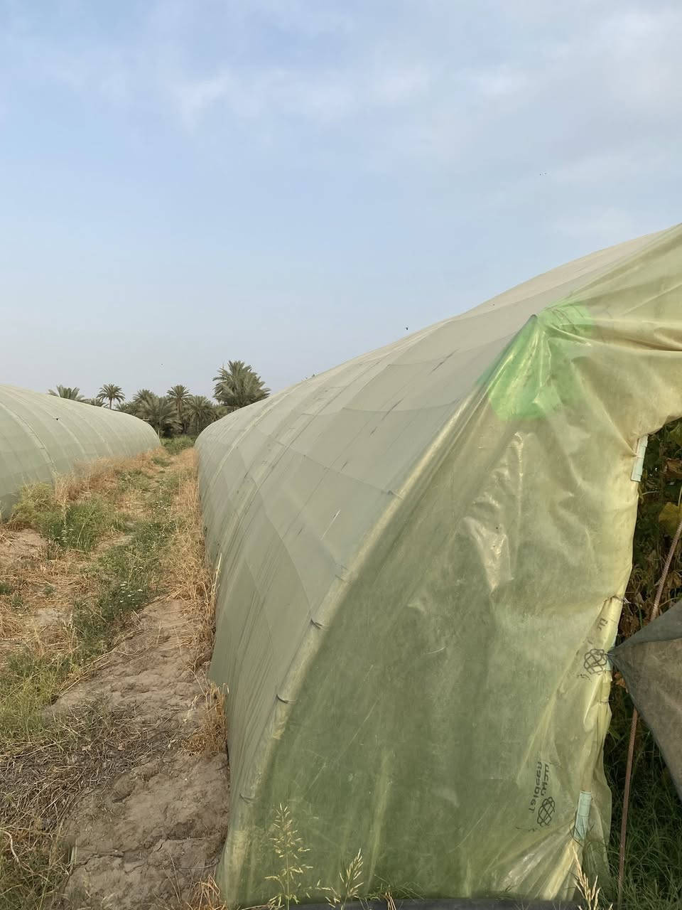للبيع بيوت زجاجية عدد 4 بيوت مخصصة لزراعة الخيار والخضروات 🌱
✔️ الطول الرسمي 56  
✔️ العرض 9  
✔️ نايلون سعودي أصلي 200 مايكرو  
✔️ مستخدم موسم واحد فقط  
✔️ الحديد درجة النظافة ممتاز جداً  
✔️ النوعية الأصلية الأولى – الأردني الأول  
✔️ كاملات مع جميع مستلزماتها والحديد كامل
عنوان بابل مسيب 

للناس اللي تعرف بالشغل الزراعي… هاي فرصة حقيقية للي يريد يبدأ أو يوسع مشروعه بأفضل المواصفات وبحالة ممتازة جداً 👌

الشغل مرتب وجاهز مباشرة، والنوعية تتكلم عن نفسها.

📞 للاستفسار والتفاصيل التواصل خاص أ
@إشارة ***********
