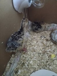 فسيفسات زوج • ١٥ يوم • مسيب