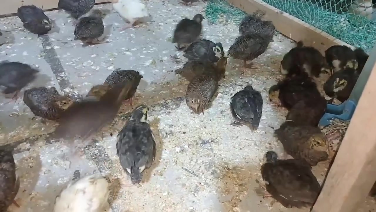 السلام عليكم 
وجبة افراخ سمان عددهن 42
عمر 15 و 17 يوم 
سعر التك بالف 
واذا كلهن شلع ب 35 الف من الاخير 
البصرة كرمة علي مقابيل الجامعة 
***********
