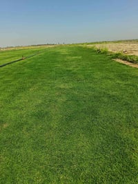 ثيل هندي • ديالى • توصيل ٢٤ ساعة