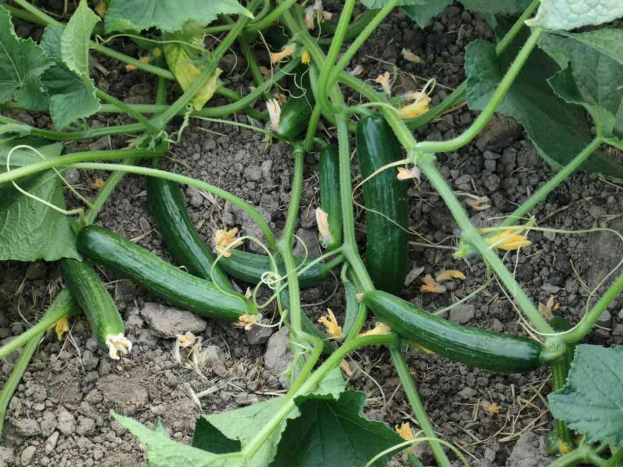 ثنا يو اس اكرسيد


**إذا كنت صاحب هذا الإعلان وتريد حذفه لأي سبب، رجاءا أرسل رسالة إلى الدعم الفني**