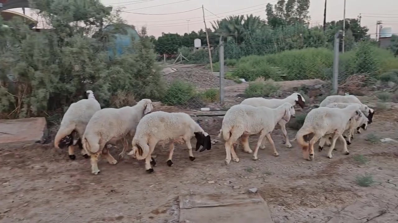 السلام عليكم وينهم الجناية وينه إلي يدور نضيف وينه إلي يدور اصايل متاح نعجات كريشيات العدد7وياهن خروفهن نعجات حلوات ومالت جني مكان نجف ناحيه الحريه للاتصال ***********
