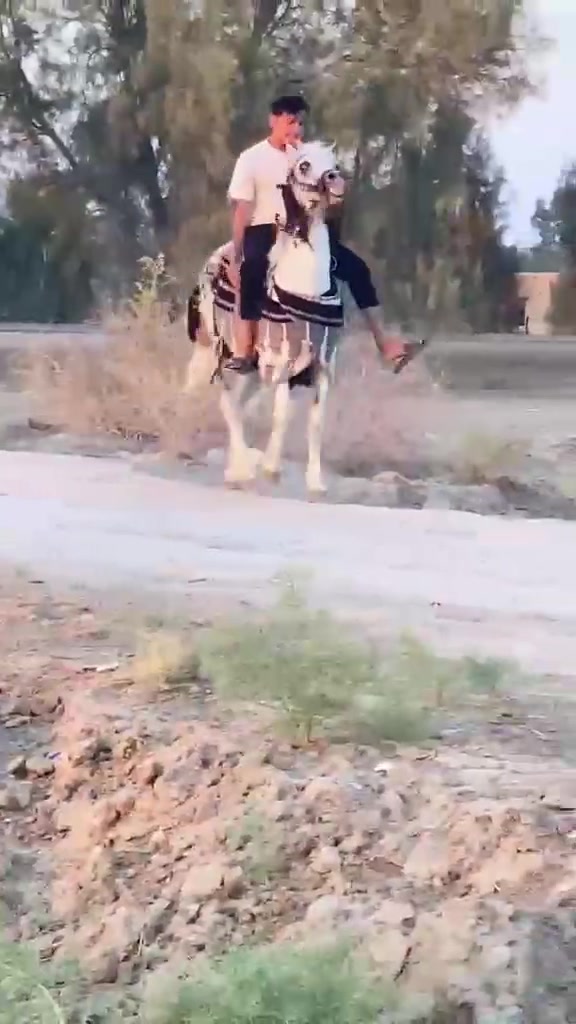 يالله سلام عليكم فرس عربيه راقيه بلخياله  عمرهه 4 عليهه 5شهرر مكفوله من كل عيب ب 800 شراي خابرني ونشالله مانقصر  واتساب  ***********..  *********** خاص مفتوح وشراي بعيوني
