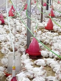 سماوه • خبرة ٧ سنوات • يدوي وأتماتيك