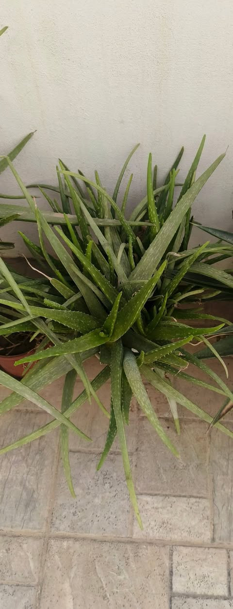 شتلات للبيع


**إذا كنت صاحب هذا الإعلان وتريد حذفه لأي سبب، رجاءا أرسل رسالة إلى الدعم الفني**