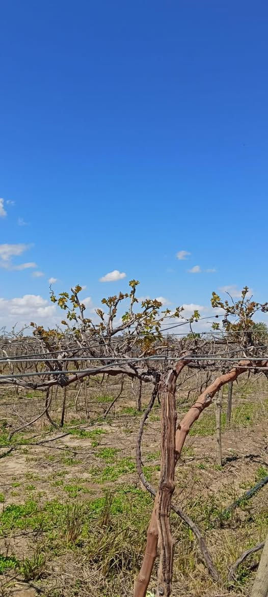 السلام عليكم دونمين طابو زراعي تحويل مباشر دونم مزروع عنب كما واضح بل صور ودونم فارغ بل حاوي مال العلم قرب السده مكان حلو والعب خيره چاي الشراي يتصل سعر الدونم 55 الدونم الوحد وبي مجال وحياكم الله ***********
