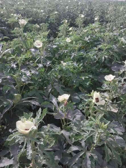 يوجد بذور باميه سلطانه عبير لهلوبه اللطيفيه عل سريع دولي جسر الخامس للاتصال ***********
