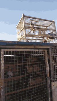 طور طايح للأخير حتى ياكل من الايد بغداد مدينه الصدر ***********
بدون قفص
