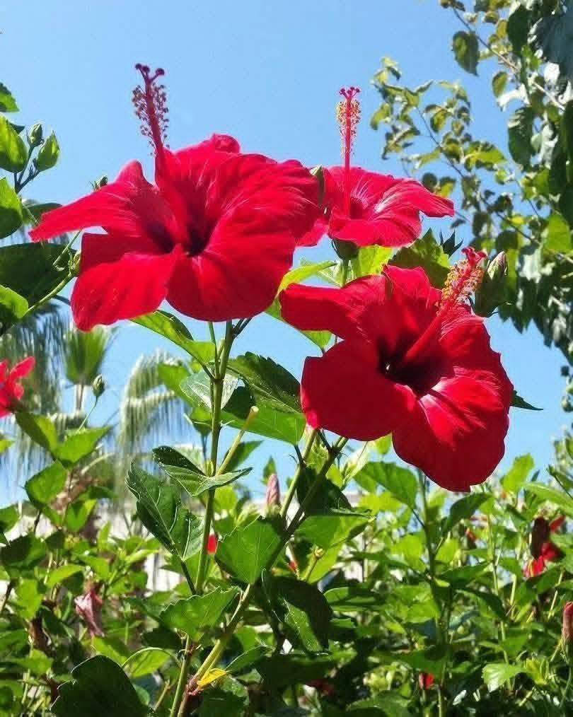 يتوفر شتلات ورد جهنمي و ورد الجمال 🥀
يصلح للحدائق في المنازل و المنتزهات و هي اشجار دائميه و ليست موسمية و تتحمل اجواء العراق الحاره و إذا حابين تزورونه موقعنا: ناضم رقم اربعه قرب محلات الساده للتواصل والاستفسار رقم (***********) واتساب (***********)
سعر الشتله:3000 دينار (سواء كان ورد الجمال او ورد جهنمي )
