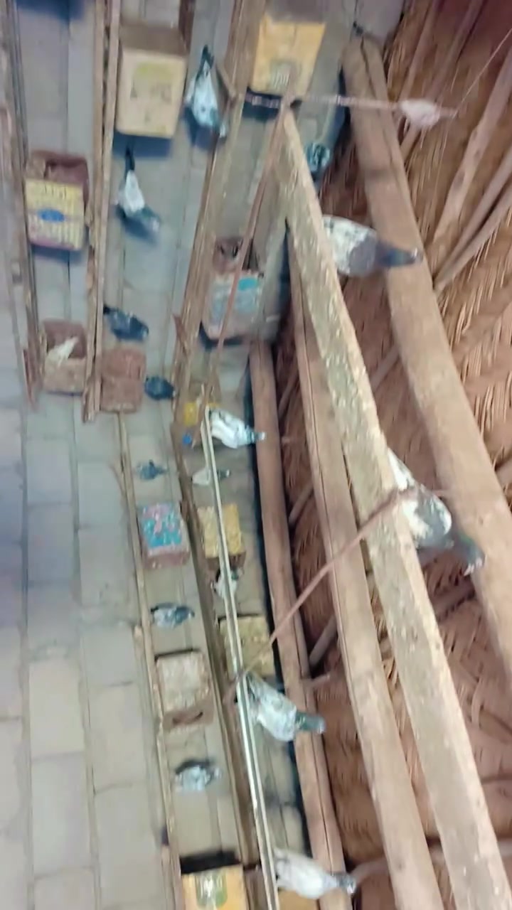 طيور البيع انطيك شرط اذا مو نهر يطيرن مرجوعات اخوان كلشي بحكو الطيور تيادي السعر الزوج 20 وبيهن 25 

***********
